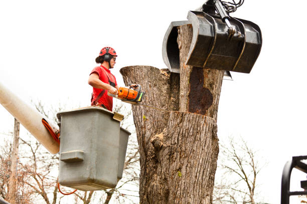 Professional Tree Care in El Rio, CA